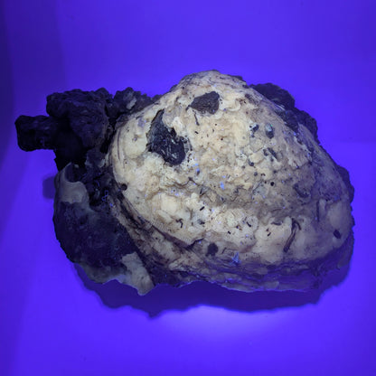 4.67" Fossil Clam With Fluorescent Calcite - Rucks’ Pit, FL