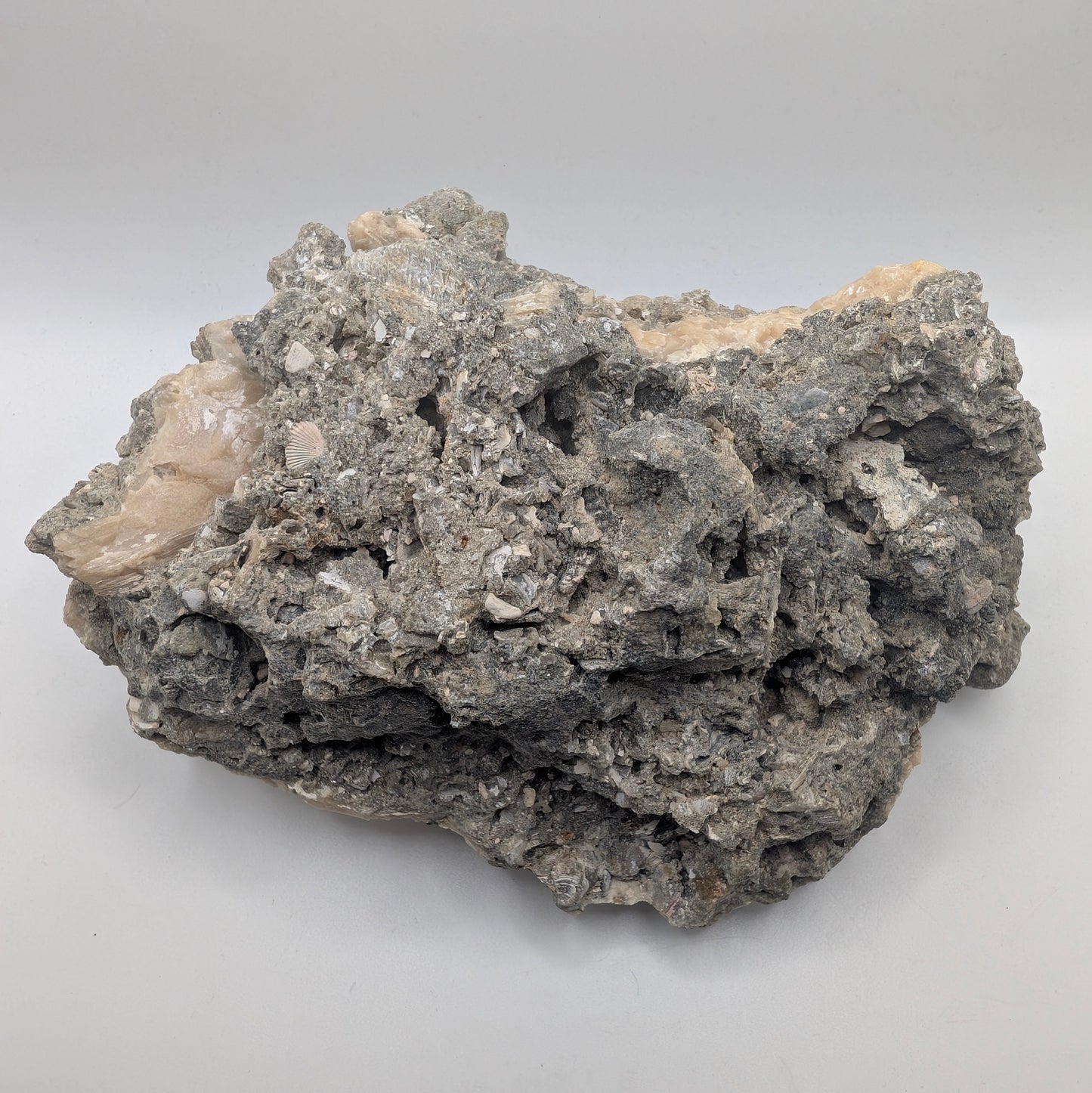 4.67" Fossil Clam With Fluorescent Calcite - Rucks’ Pit, FL