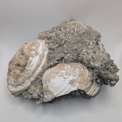 7.75" Cluster of Fossil Clams With Fluorescent Calcite - Rucks’ Pit, FL