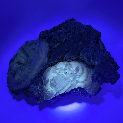 7.75" Cluster of Fossil Clams With Fluorescent Calcite - Rucks’ Pit, FL