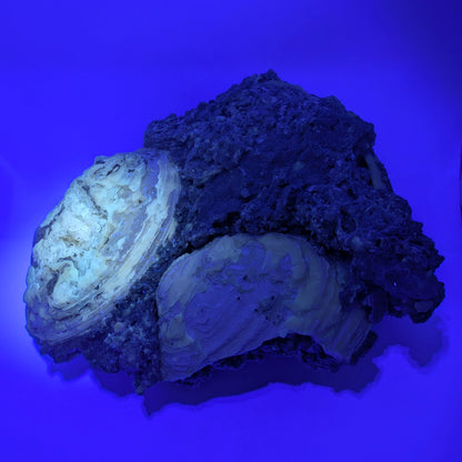 7.75" Cluster of Fossil Clams With Fluorescent Calcite - Rucks’ Pit, FL