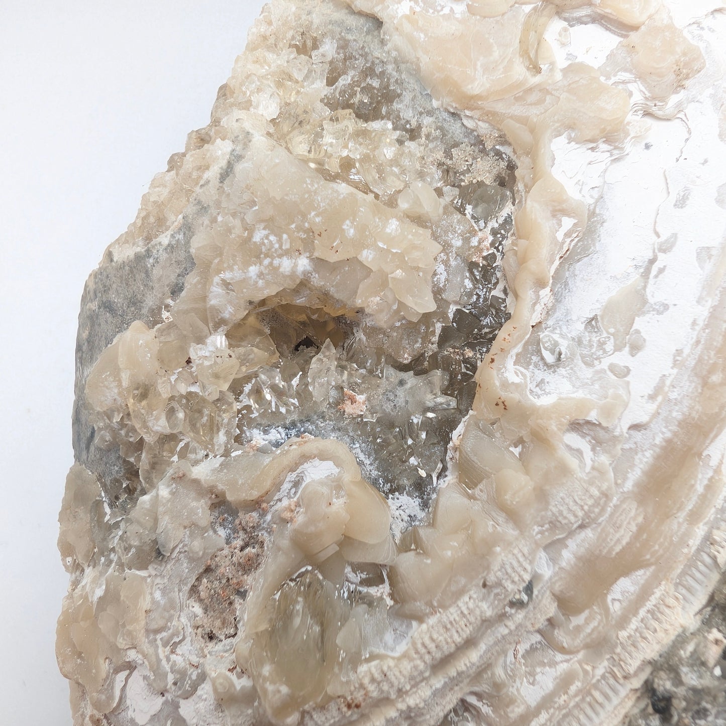7.75" Cluster of Fossil Clams With Fluorescent Calcite - Rucks’ Pit, FL