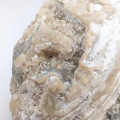 7.75" Cluster of Fossil Clams With Fluorescent Calcite - Rucks’ Pit, FL
