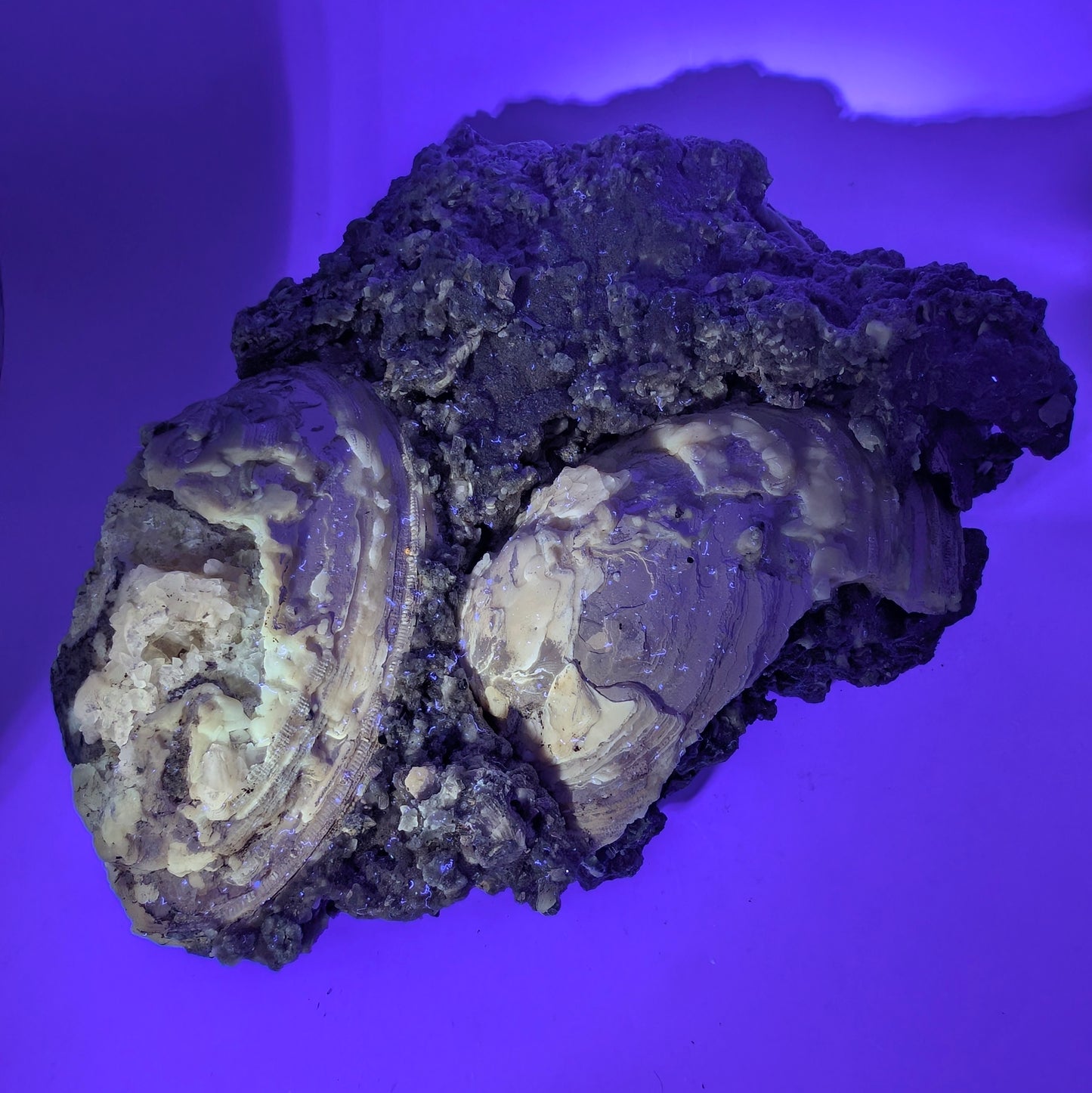 7.75" Cluster of Fossil Clams With Fluorescent Calcite - Rucks’ Pit, FL