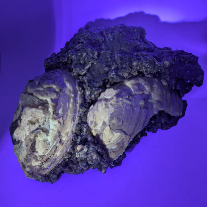 7.75" Cluster of Fossil Clams With Fluorescent Calcite - Rucks’ Pit, FL