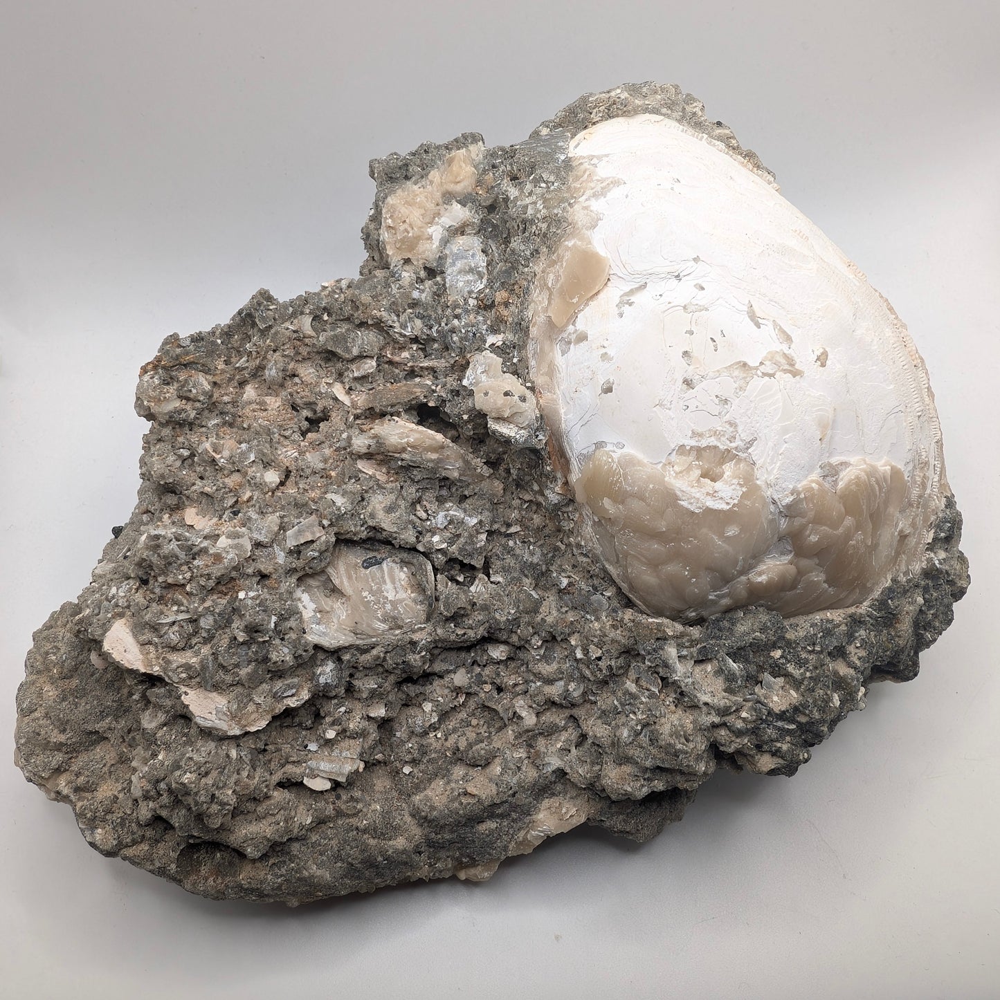 7.75" Cluster of Fossil Clams With Fluorescent Calcite - Rucks’ Pit, FL