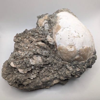 7.75" Cluster of Fossil Clams With Fluorescent Calcite - Rucks’ Pit, FL