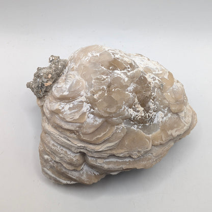 4.10" Fossil Clam With Fluorescent Calcite - Rucks’ Pit, FL