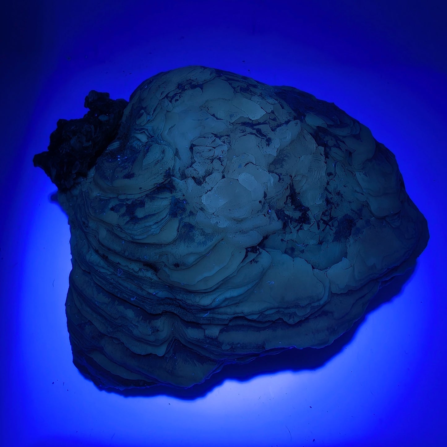 4.10" Fossil Clam With Fluorescent Calcite - Rucks’ Pit, FL