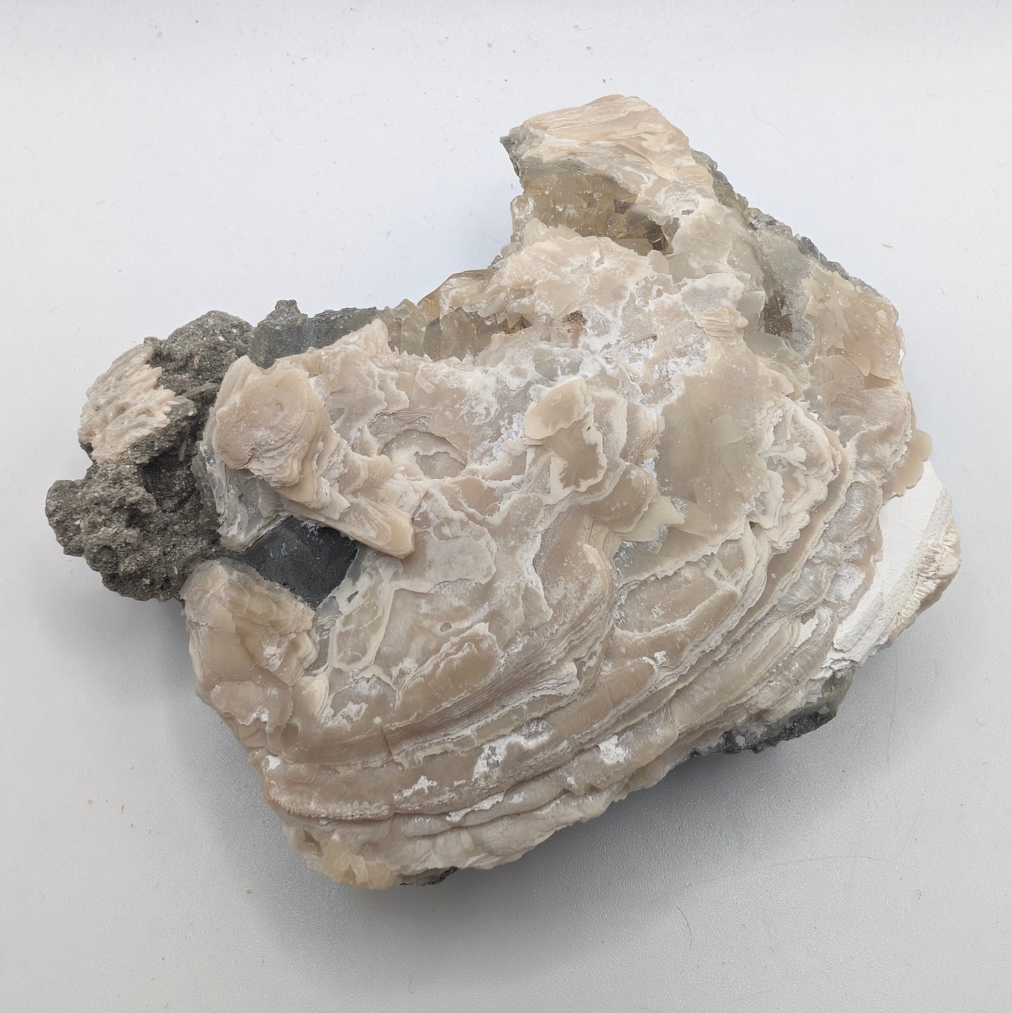 3.46" Fossil Clam With Fluorescent Calcite - Rucks’ Pit, FL