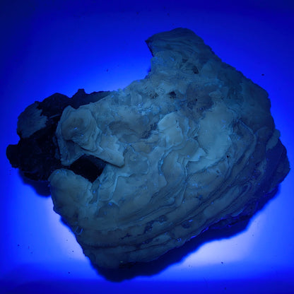 3.46" Fossil Clam With Fluorescent Calcite - Rucks’ Pit, FL