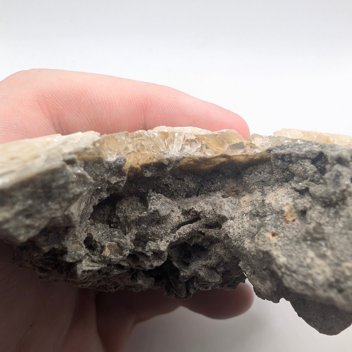 3.46" Fossil Clam With Fluorescent Calcite - Rucks’ Pit, FL