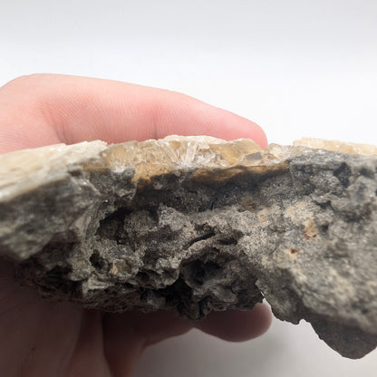 3.46" Fossil Clam With Fluorescent Calcite - Rucks’ Pit, FL