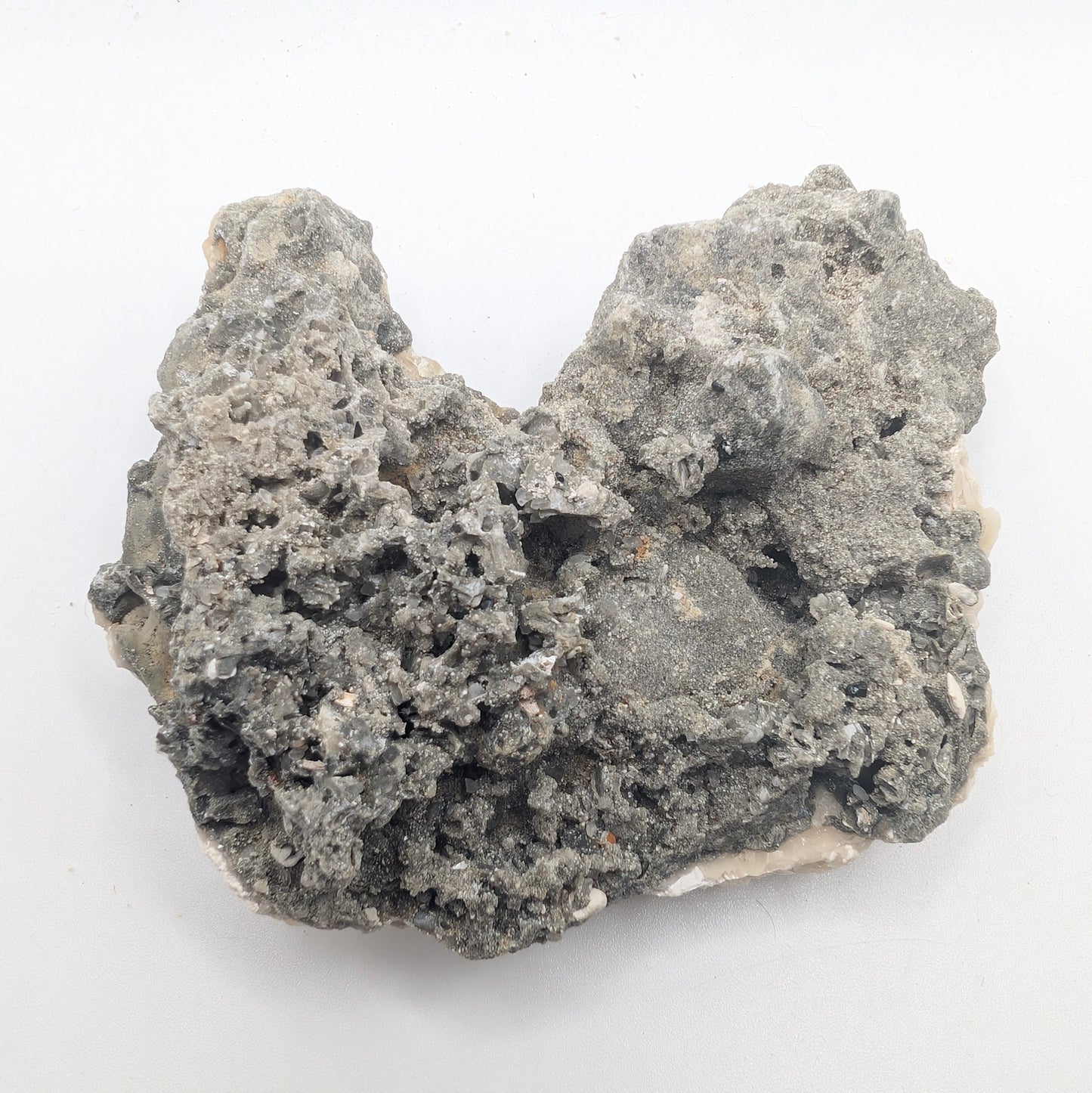 3.46" Fossil Clam With Fluorescent Calcite - Rucks’ Pit, FL