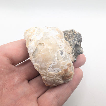 2.43" Fossil Clam Fragment With Fluorescent Calcite - Rucks’ Pit, FL