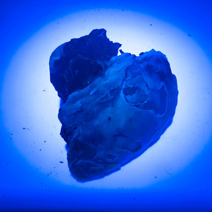 2.43" Fossil Clam Fragment With Fluorescent Calcite - Rucks’ Pit, FL