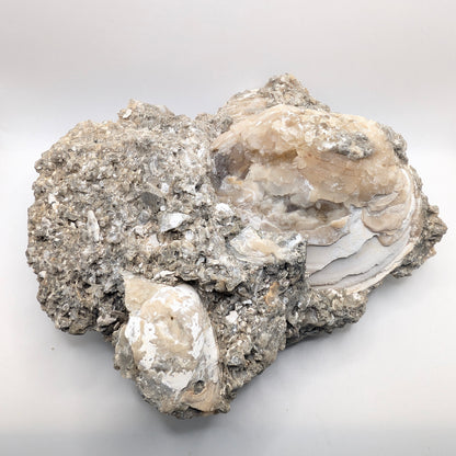 7.63" Cluster of Fossil Clams With Fluorescent Calcite - Rucks’ Pit, FL