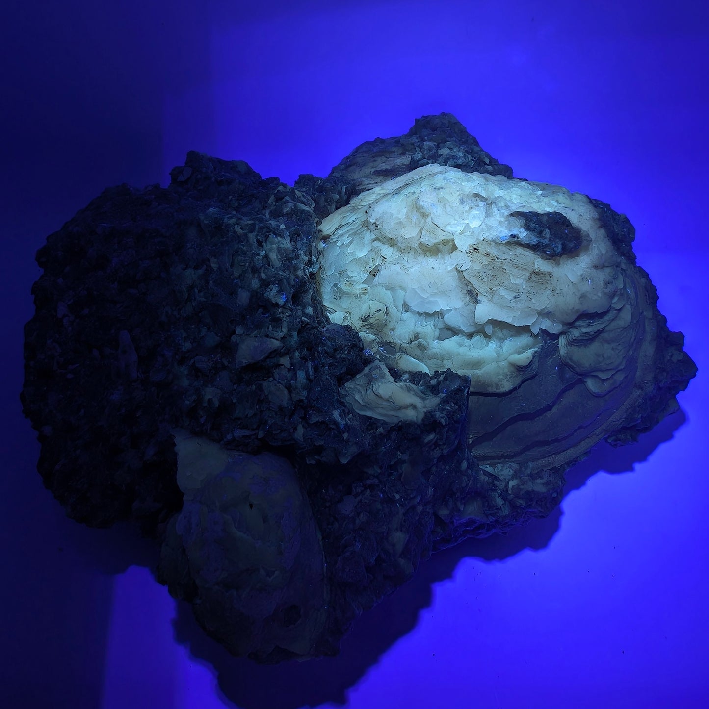 7.63" Cluster of Fossil Clams With Fluorescent Calcite - Rucks’ Pit, FL