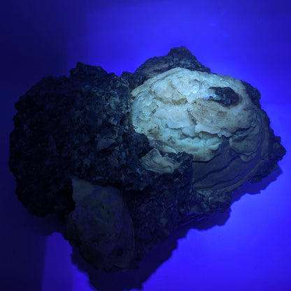 7.63" Cluster of Fossil Clams With Fluorescent Calcite - Rucks’ Pit, FL