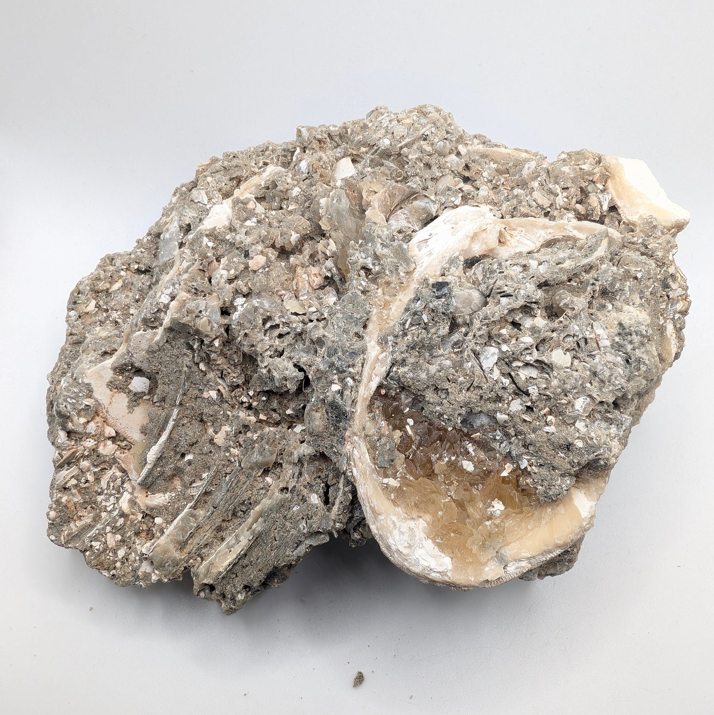 7.63" Cluster of Fossil Clams With Fluorescent Calcite - Rucks’ Pit, FL