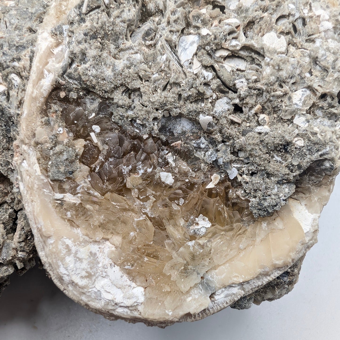 7.63" Cluster of Fossil Clams With Fluorescent Calcite - Rucks’ Pit, FL