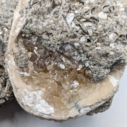 7.63" Cluster of Fossil Clams With Fluorescent Calcite - Rucks’ Pit, FL