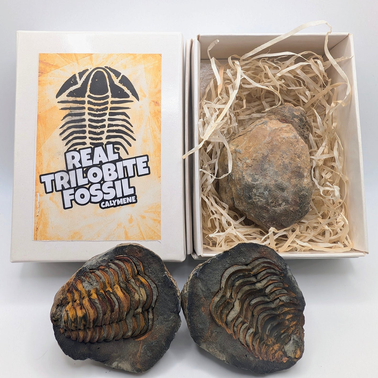 Packaged Calymene Trilobite Fossil Nodule Pos / Neg - Morocco