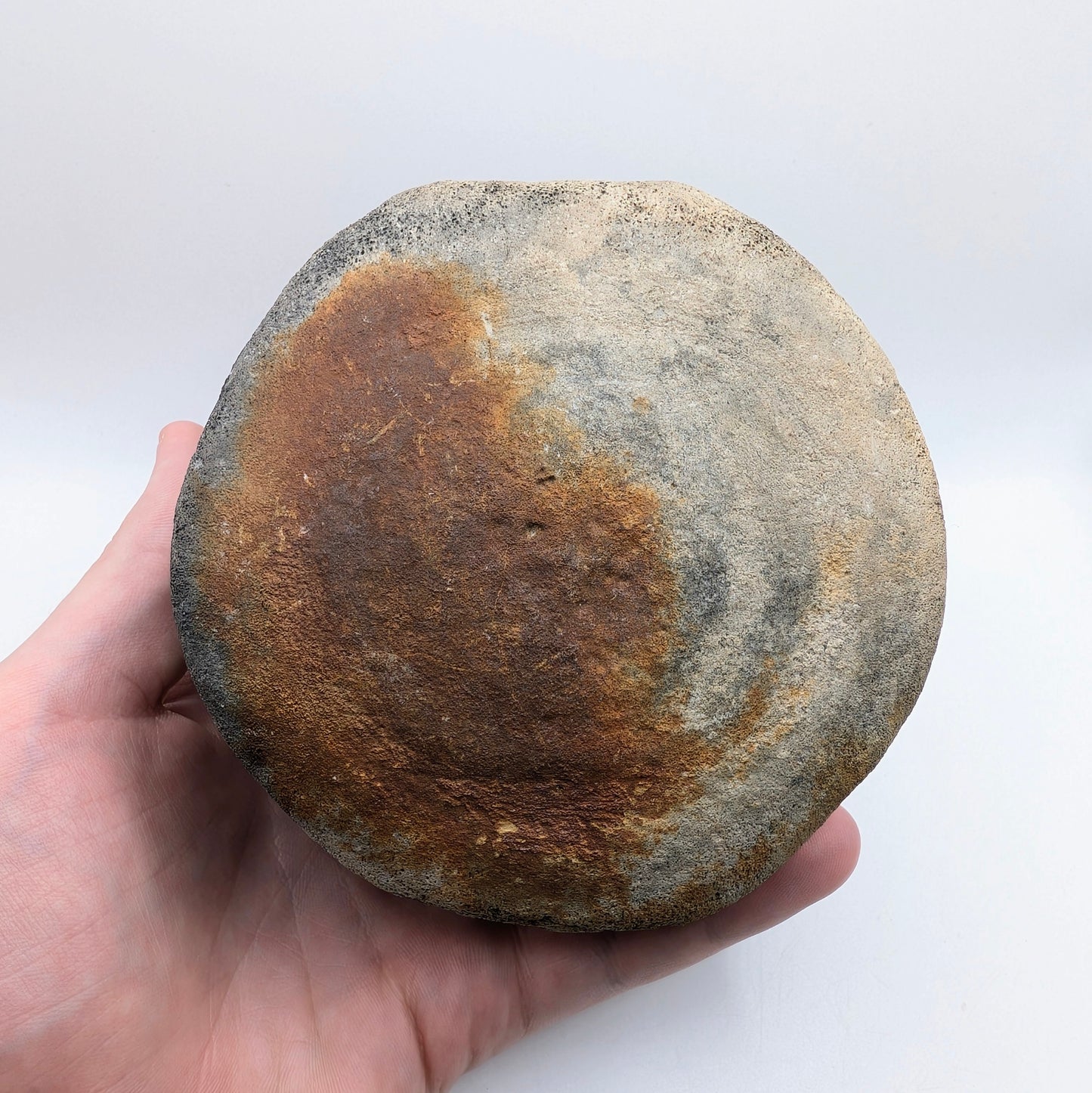 4.6" Fossil Whale Vertebra - Florida