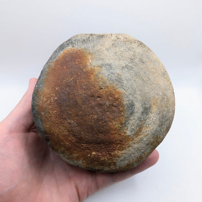 4.6" Fossil Whale Vertebra - Florida