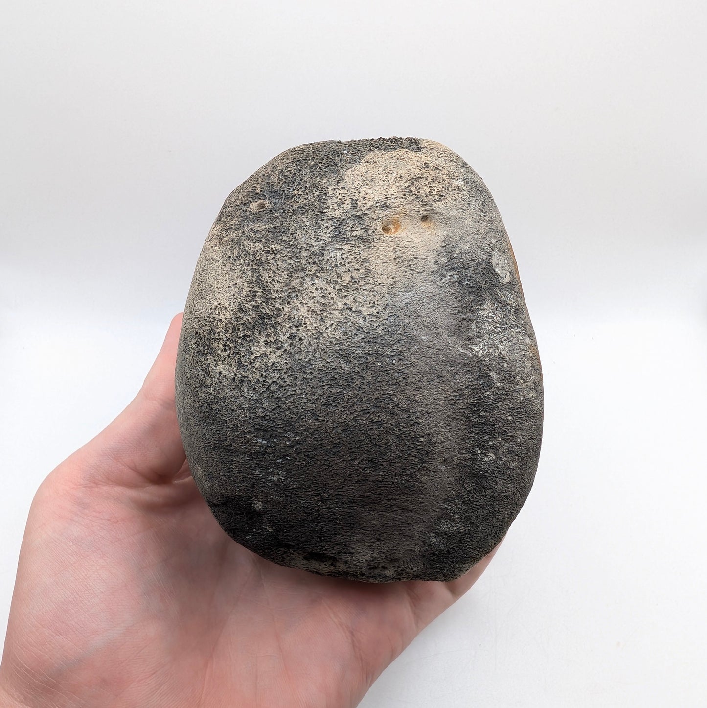 4.6" Fossil Whale Vertebra - Florida