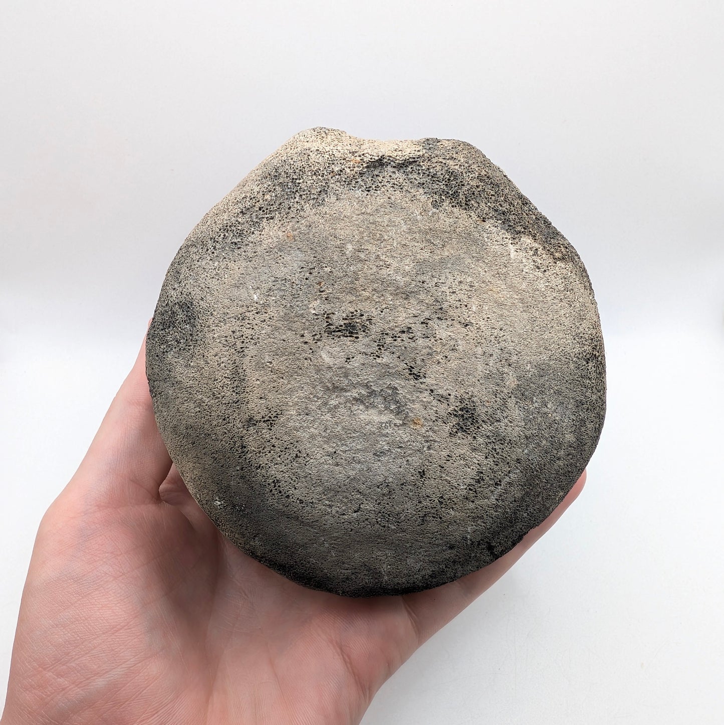4.6" Fossil Whale Vertebra - Florida