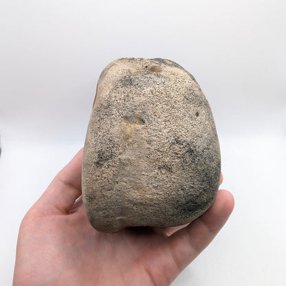 4.6" Fossil Whale Vertebra - Florida