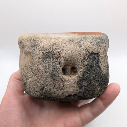 4.6" Fossil Whale Vertebra - Florida