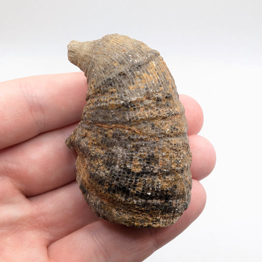 2.38" Fossil Horn Coral