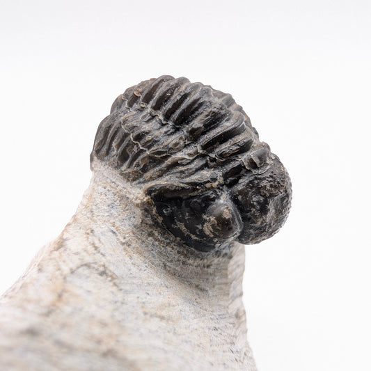 0.90" Gerastos Trilobite Fossil - Morocco