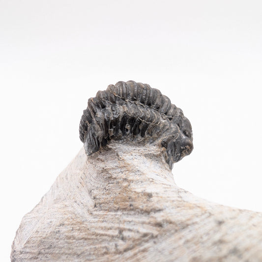 0.90" Gerastos Trilobite Fossil - Morocco
