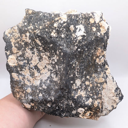 5.2" Fossil Whale Vertebra - Florida