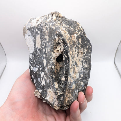 5.2" Fossil Whale Vertebra - Florida