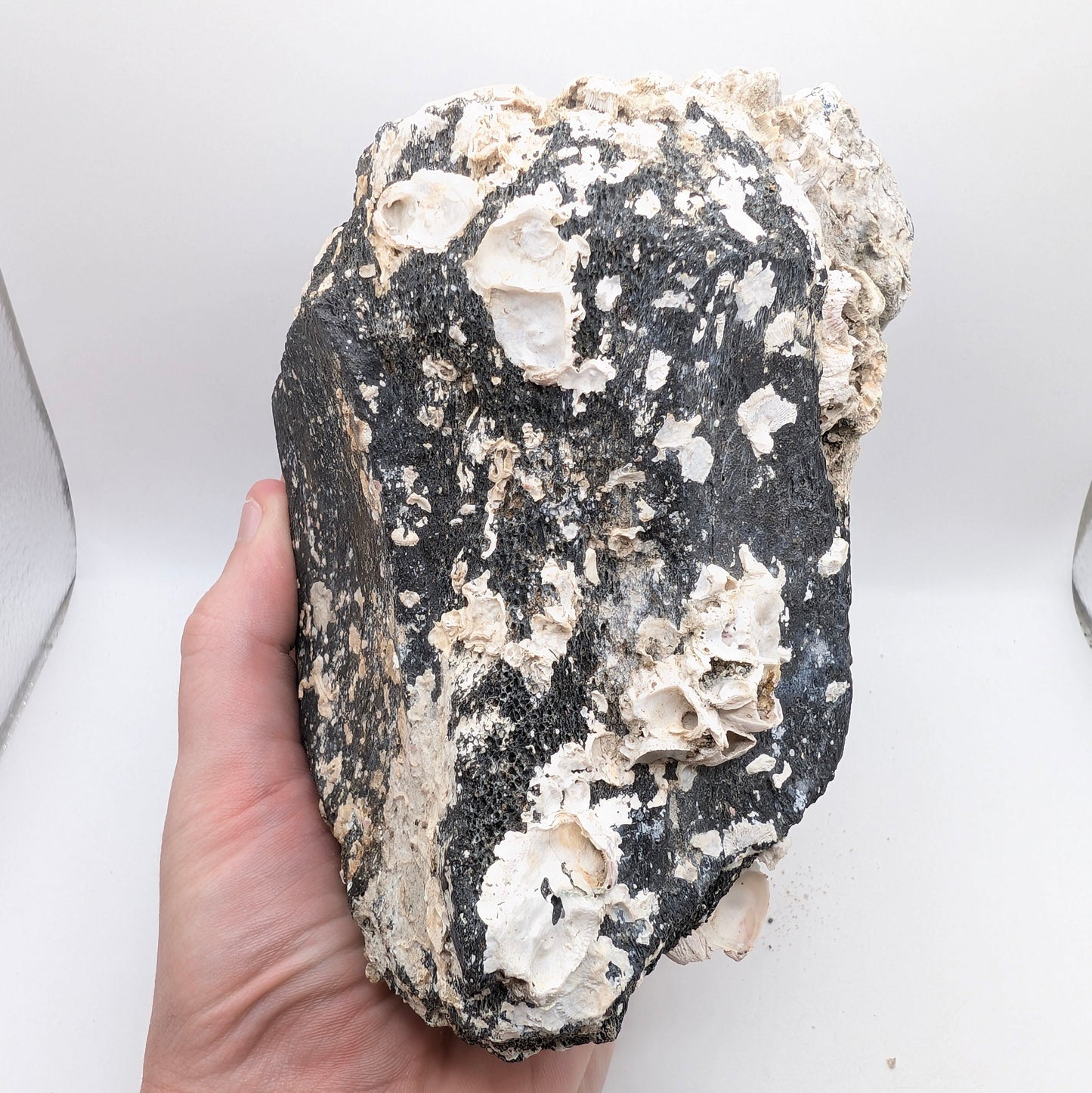 5.2" Fossil Whale Vertebra - Florida