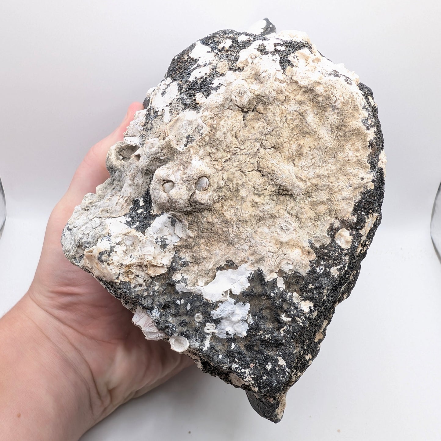 5.2" Fossil Whale Vertebra - Florida