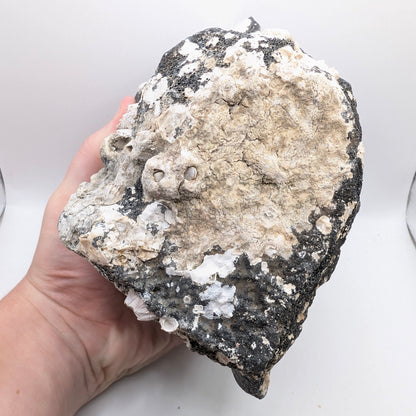 5.2" Fossil Whale Vertebra - Florida