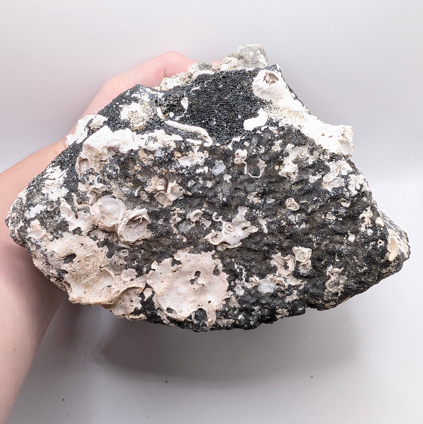 5.2" Fossil Whale Vertebra - Florida