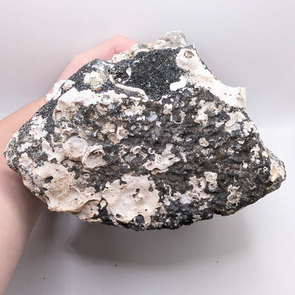 5.2" Fossil Whale Vertebra - Florida