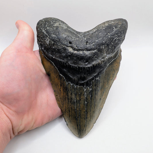 MASSIVE 6.27 Inch Fossil Megalodon Tooth - North Carolina