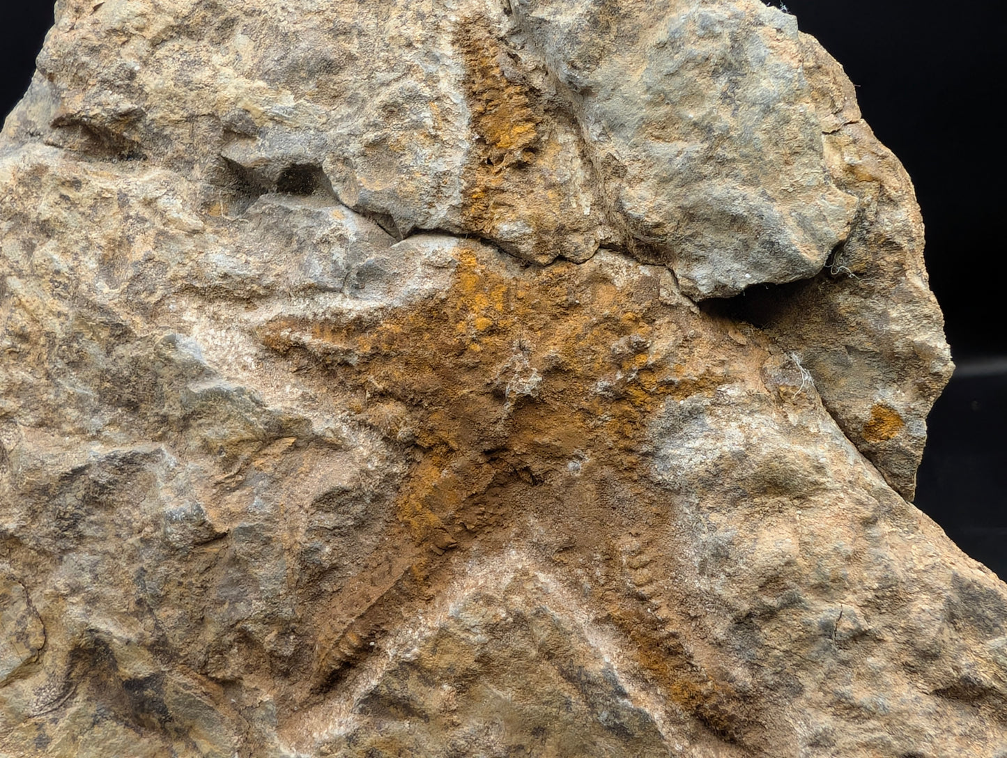 2.12" Petraster Starfish Fossil