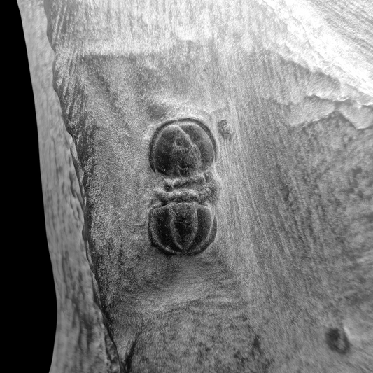 0.35" Peronopsis Agnostid Trilobite Fossil - Utah