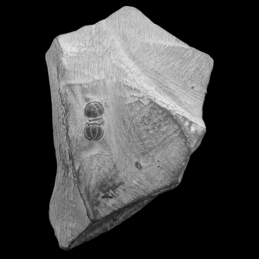 0.35" Peronopsis Agnostid Trilobite Fossil - Utah