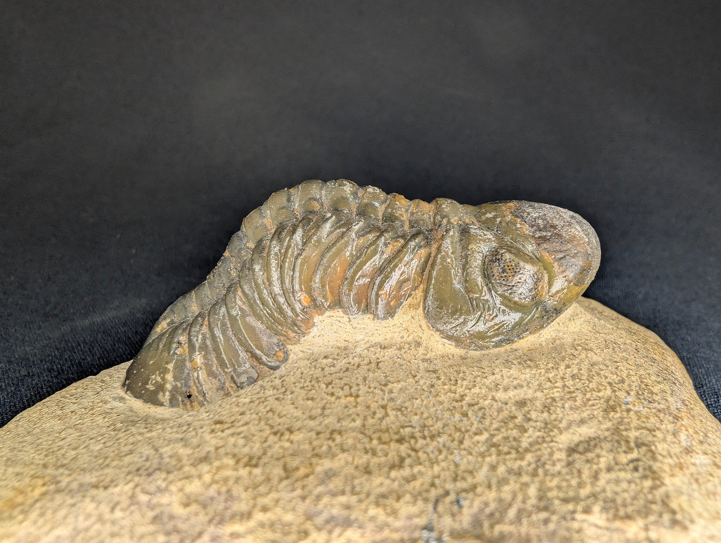 2.83" Morocco Trilobite Fossil