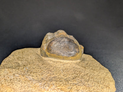 2.83" Morocco Trilobite Fossil
