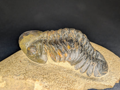 2.83" Morocco Trilobite Fossil